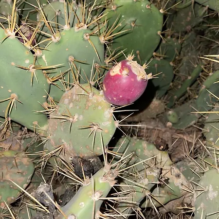 Nyaraló El Relincho Del Alma