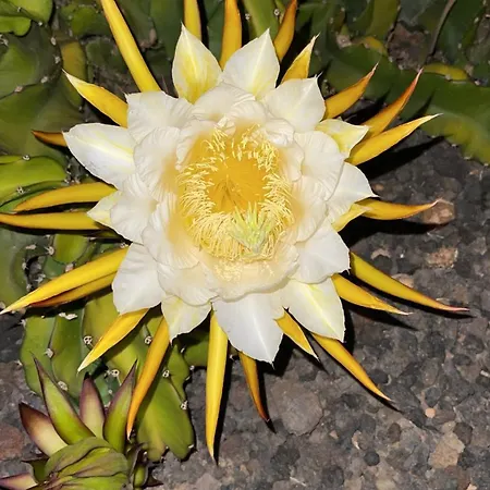 El Relincho Del Alma Nyaraló *