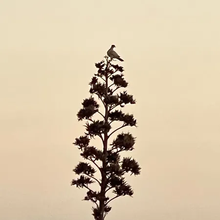 El Relincho Del Alma