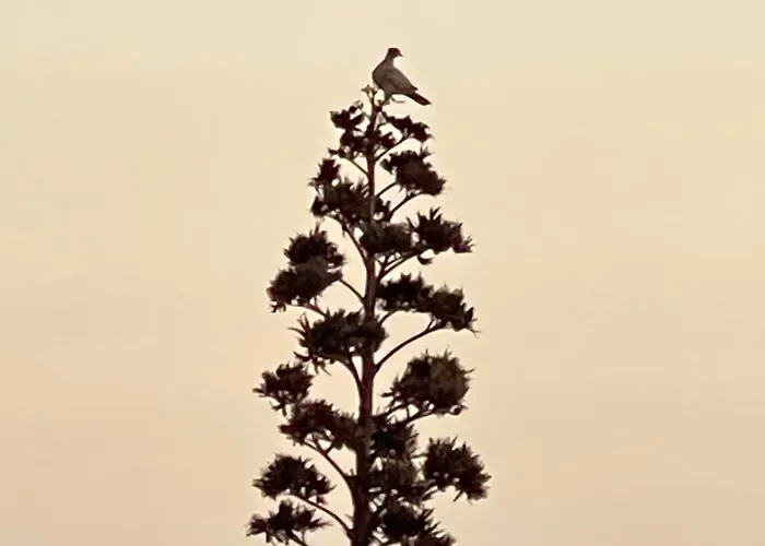 El Relincho Del Alma