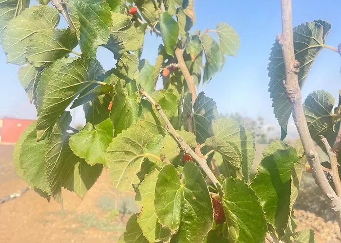 El Relincho Del Alma Tuineje