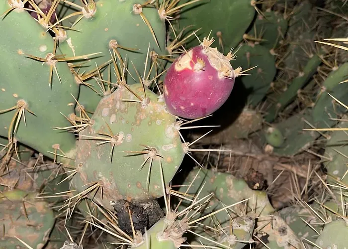 بيت للعطل El Relincho Del Alma