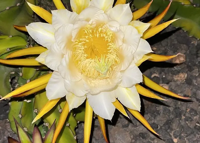 El Relincho Del Alma بيت للعطل *