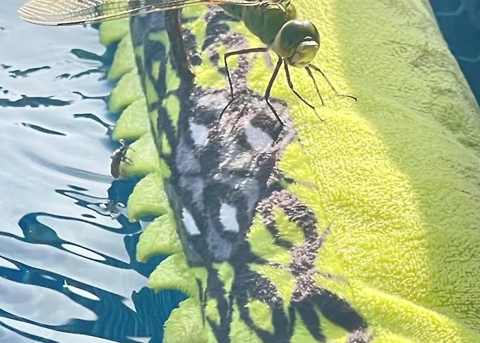 El Relincho Del Alma